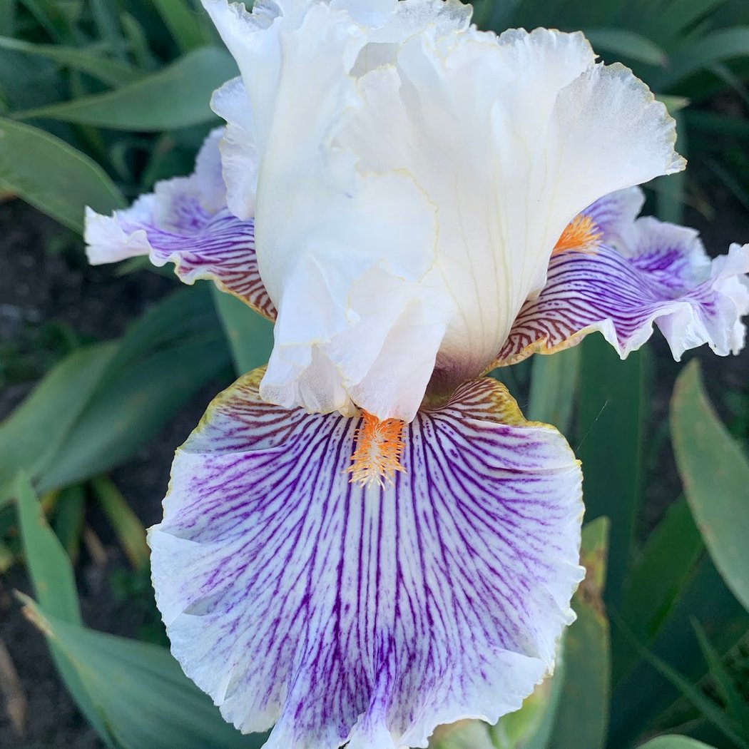 Monterey Bay Iris Society 1