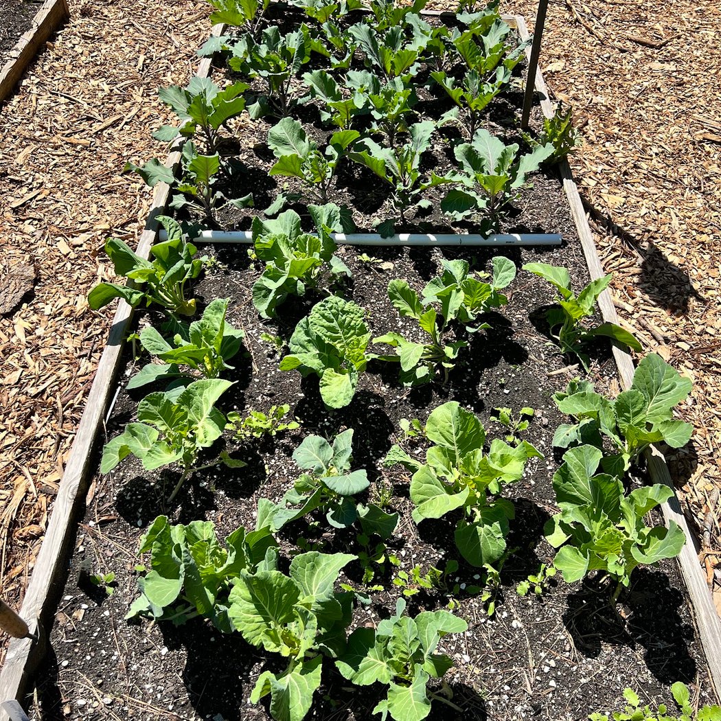 Briggs Avenue Community Garden 3