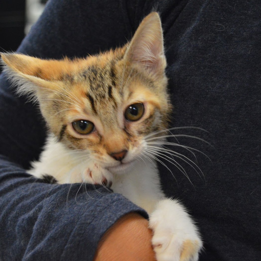 Oakland Animal Services 1
