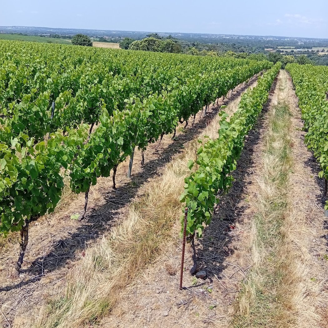 DOMAINE DE LA GIRONNIERE 2