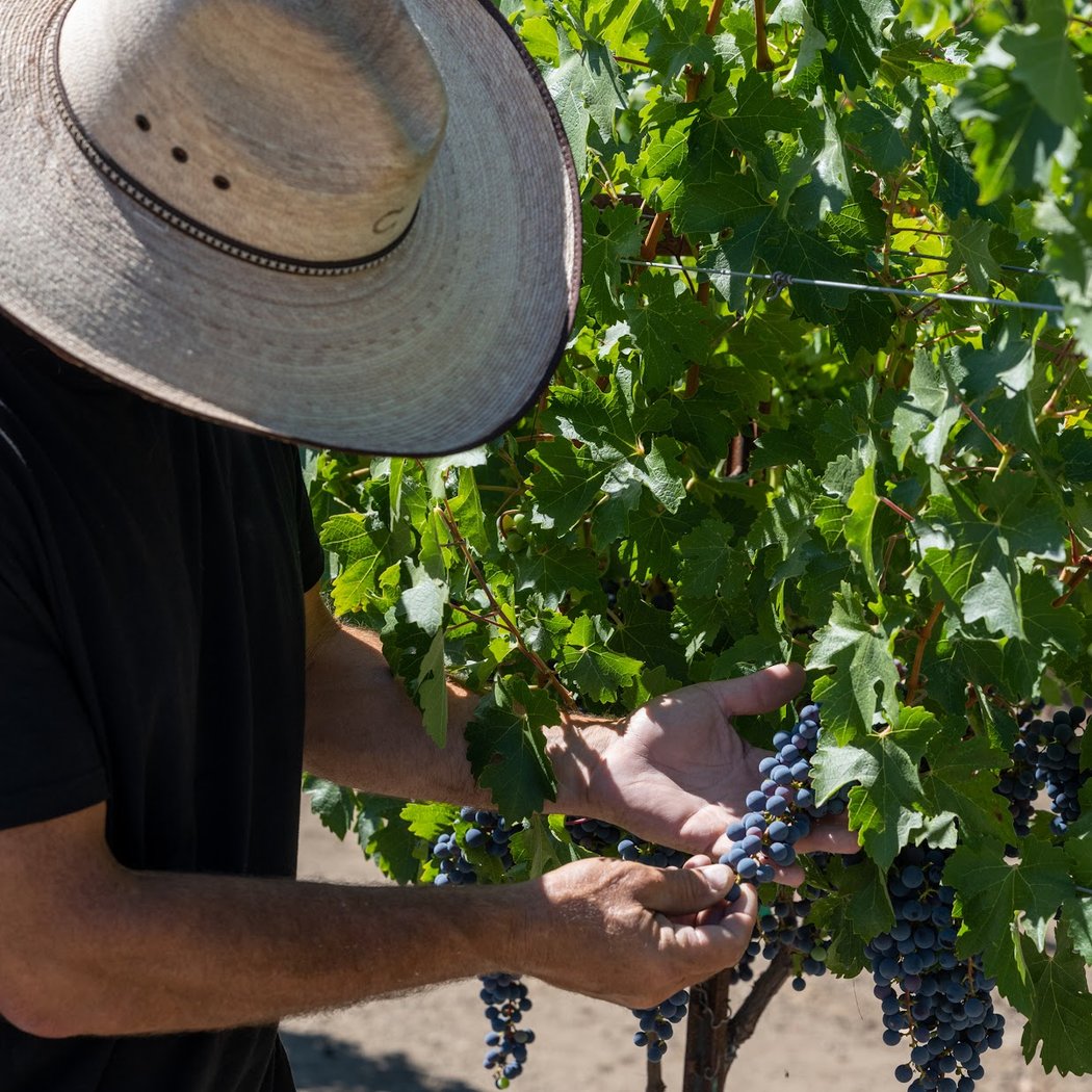 Ross Ranch & Vineyards 1