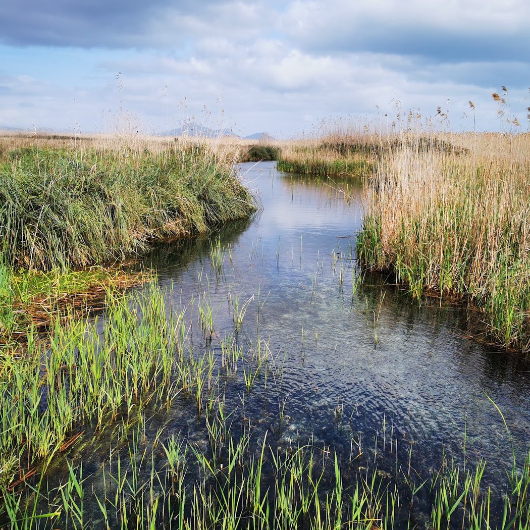 Environmental workshop: “Water and human action in s'Albufera” 1