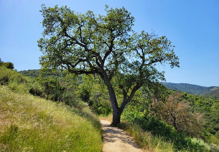 Rancho San Antonio County Park & Open Space Preserve 1