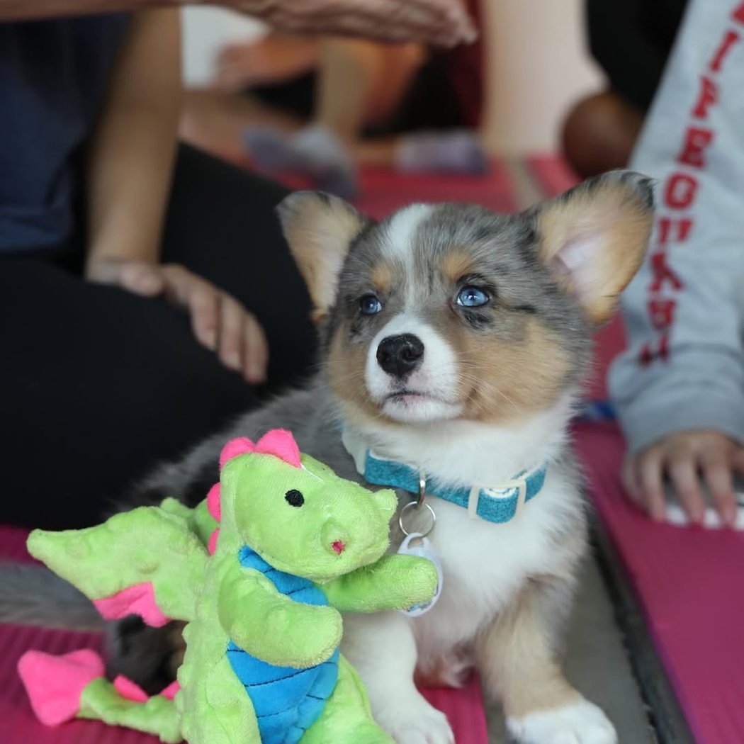 Corgi Puppy Yoga 1