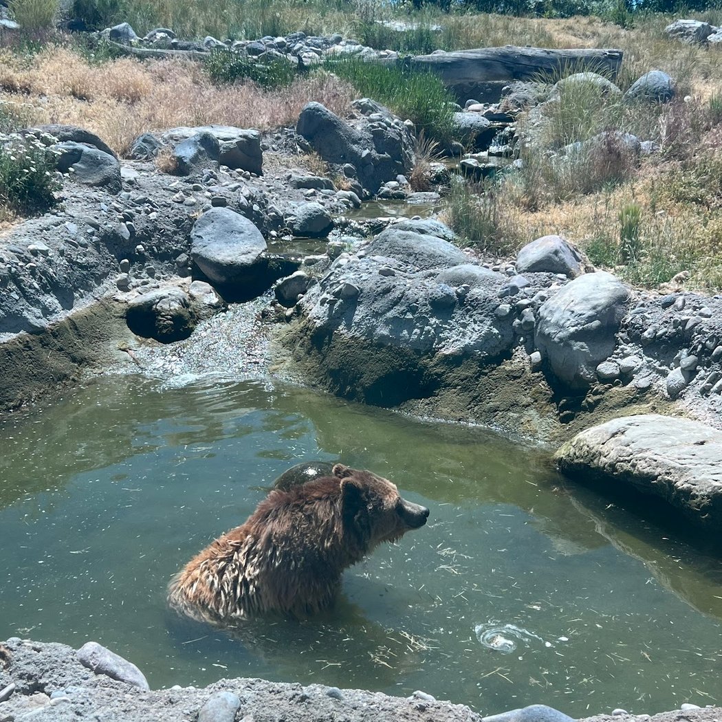 Zoo Idaho 2