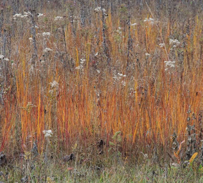 Oxbow Prairie Restoration Workday 1