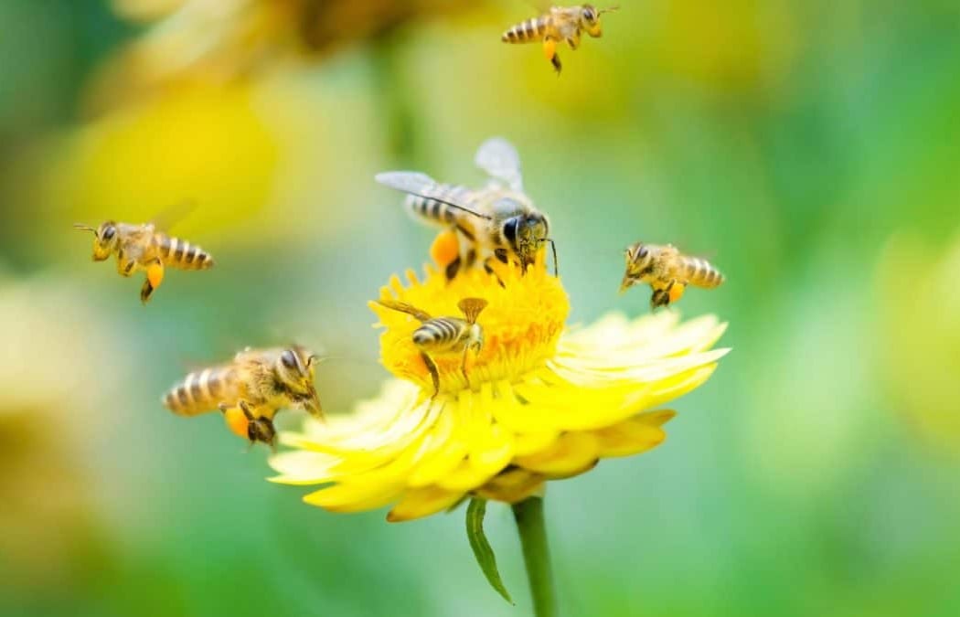 Seed Saving and Pollinator Census 2