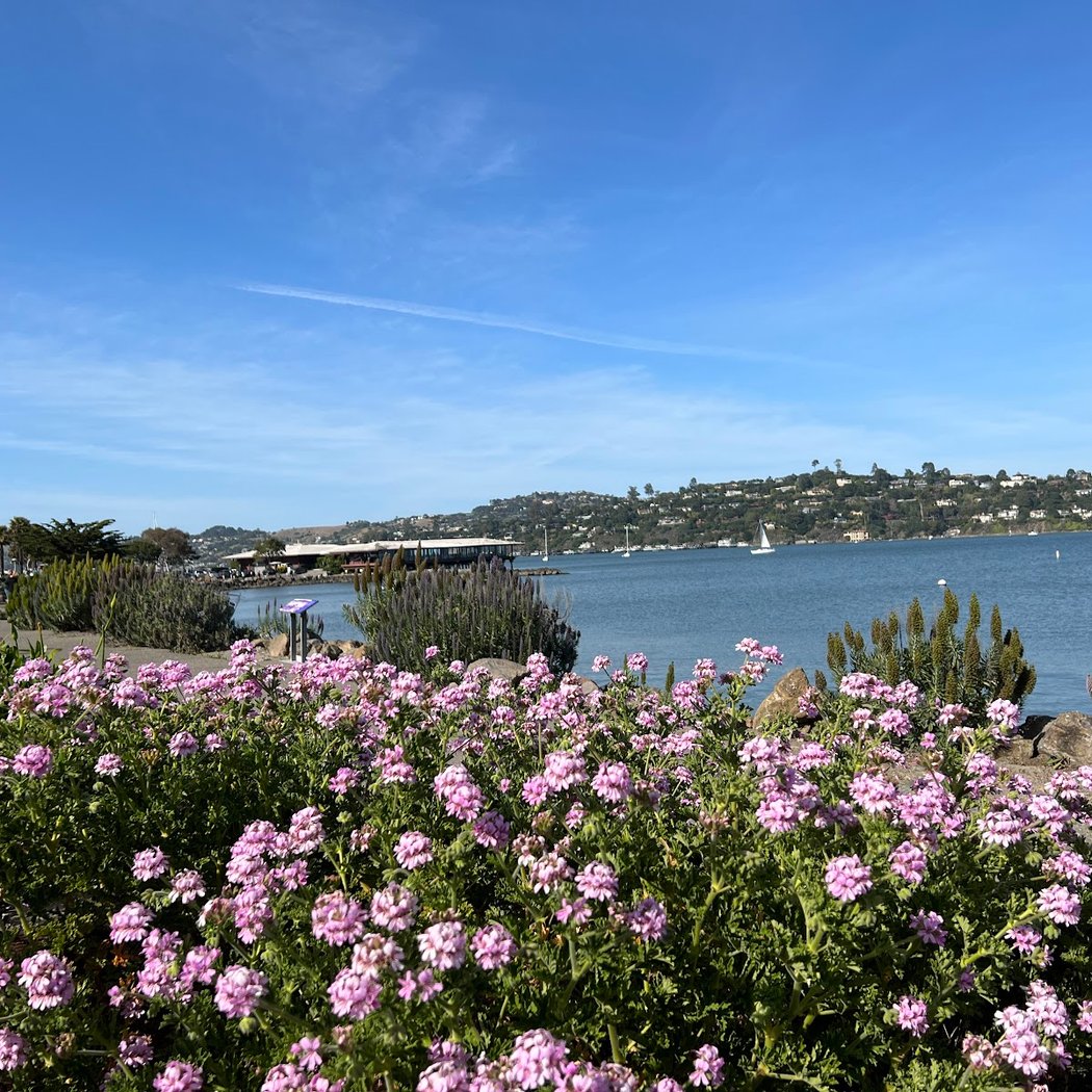 Dogs by the Bay 2026 5