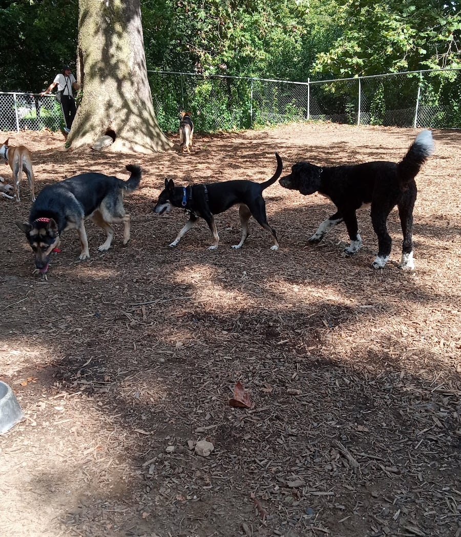 Ewen Park Dog Run 3