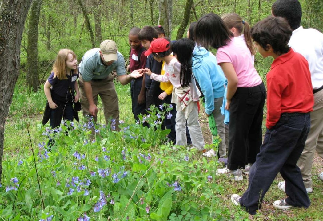 The Curious Naturalist 3