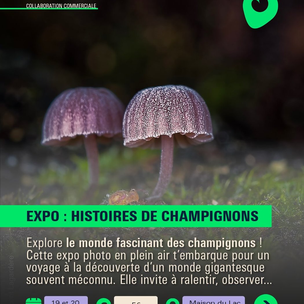 Histoires de Champignons 1