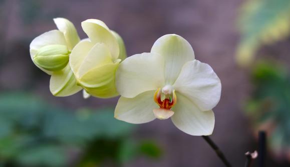 Orchid Sale 1