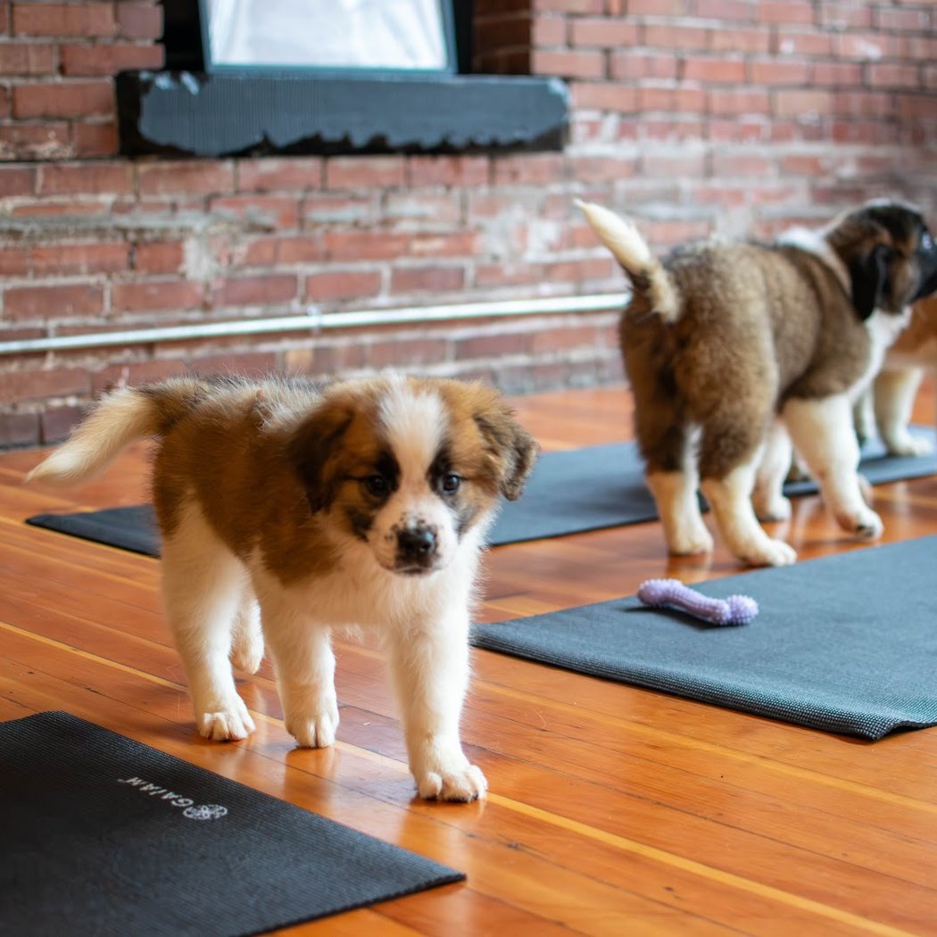 Puppy Yoga San Francisco - Studio 2( Puppies Yoga) 1
