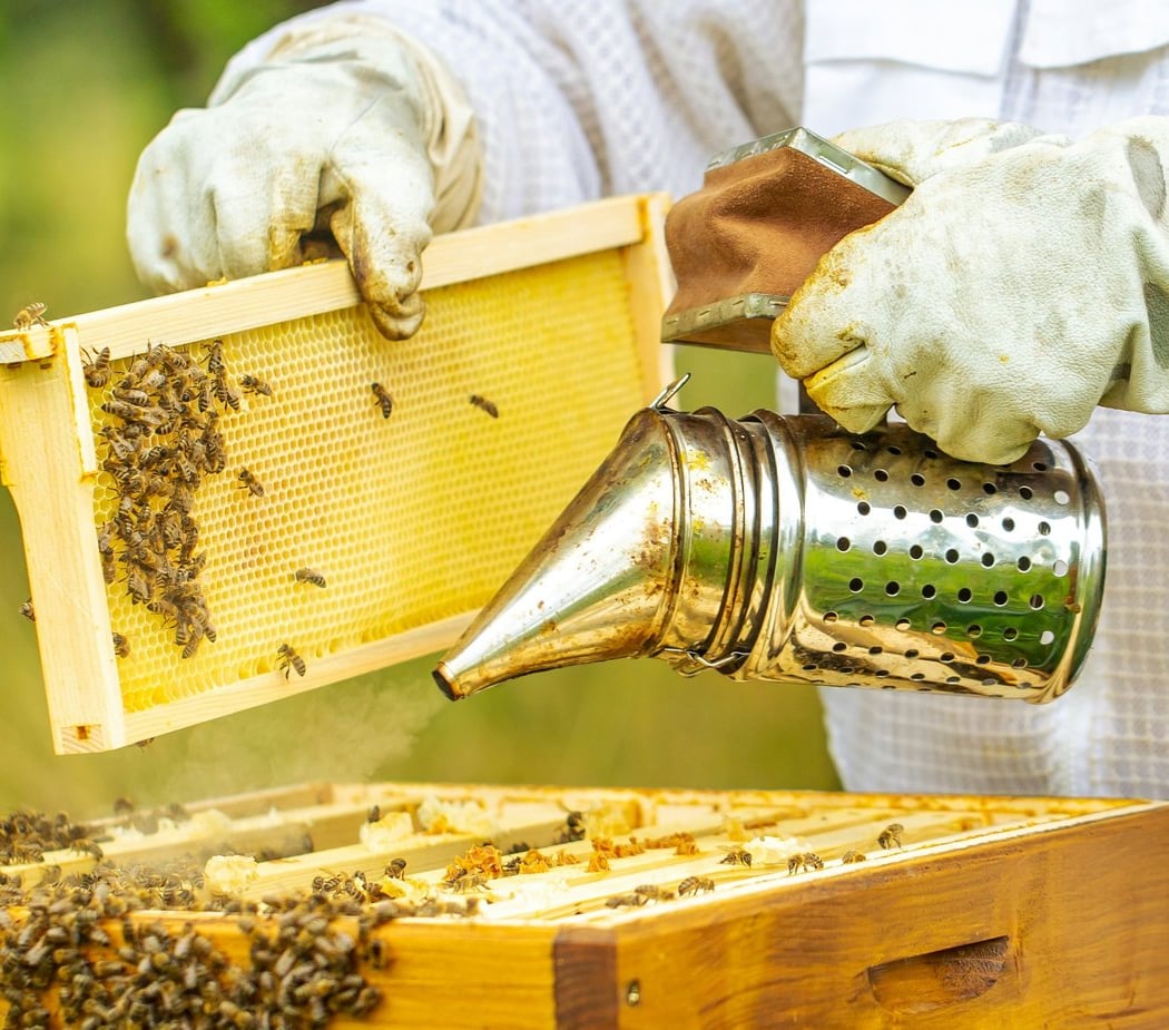 Beekeeping with Koophaus Apiaries