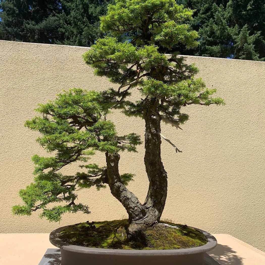 Bonsai United 2