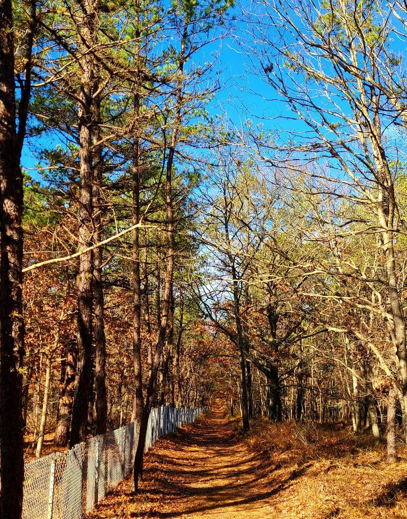Brookhaven State Park Trail 3