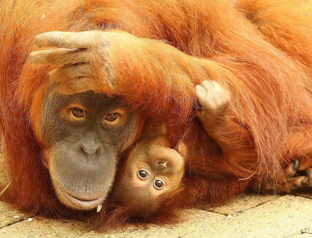 Évènements - Zoo de La Boissière du Doré 1