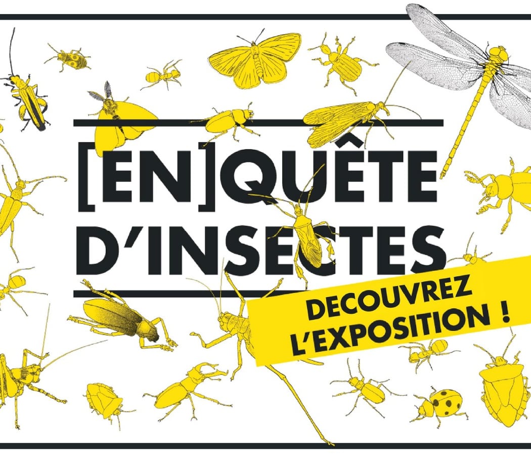 Enquête d’insectes 1