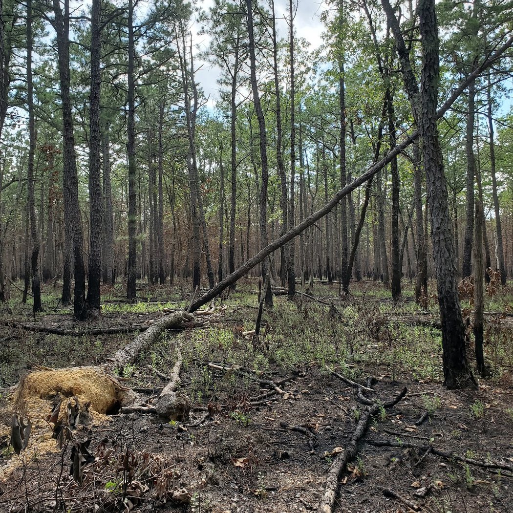 The Pine Barrens 2