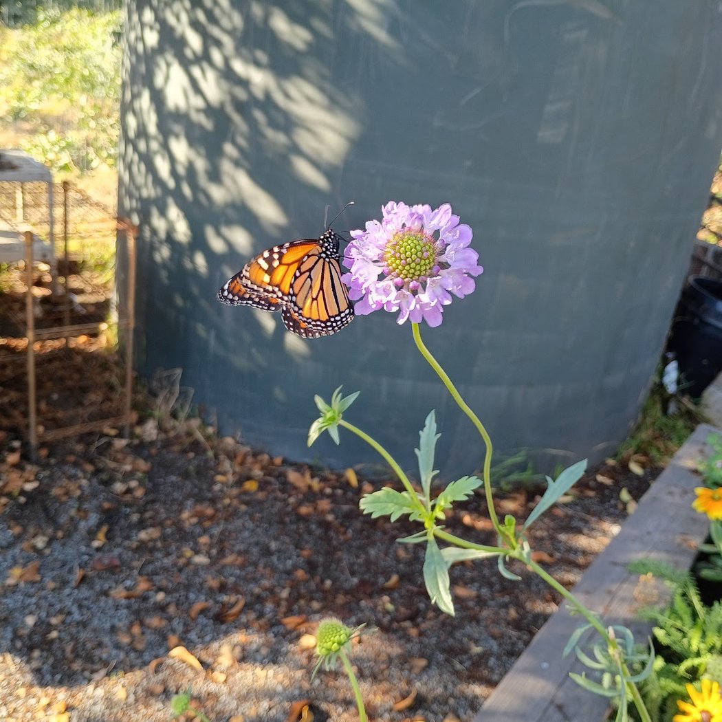 Temescal Street Garden 1