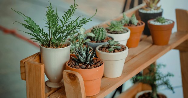 Plant Sale 1