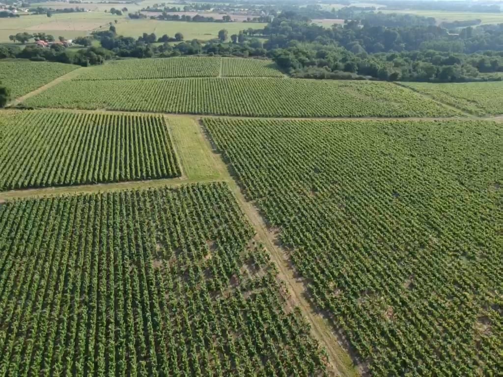 Domaine de la Grenaudière - Vignoble Ollivier 2