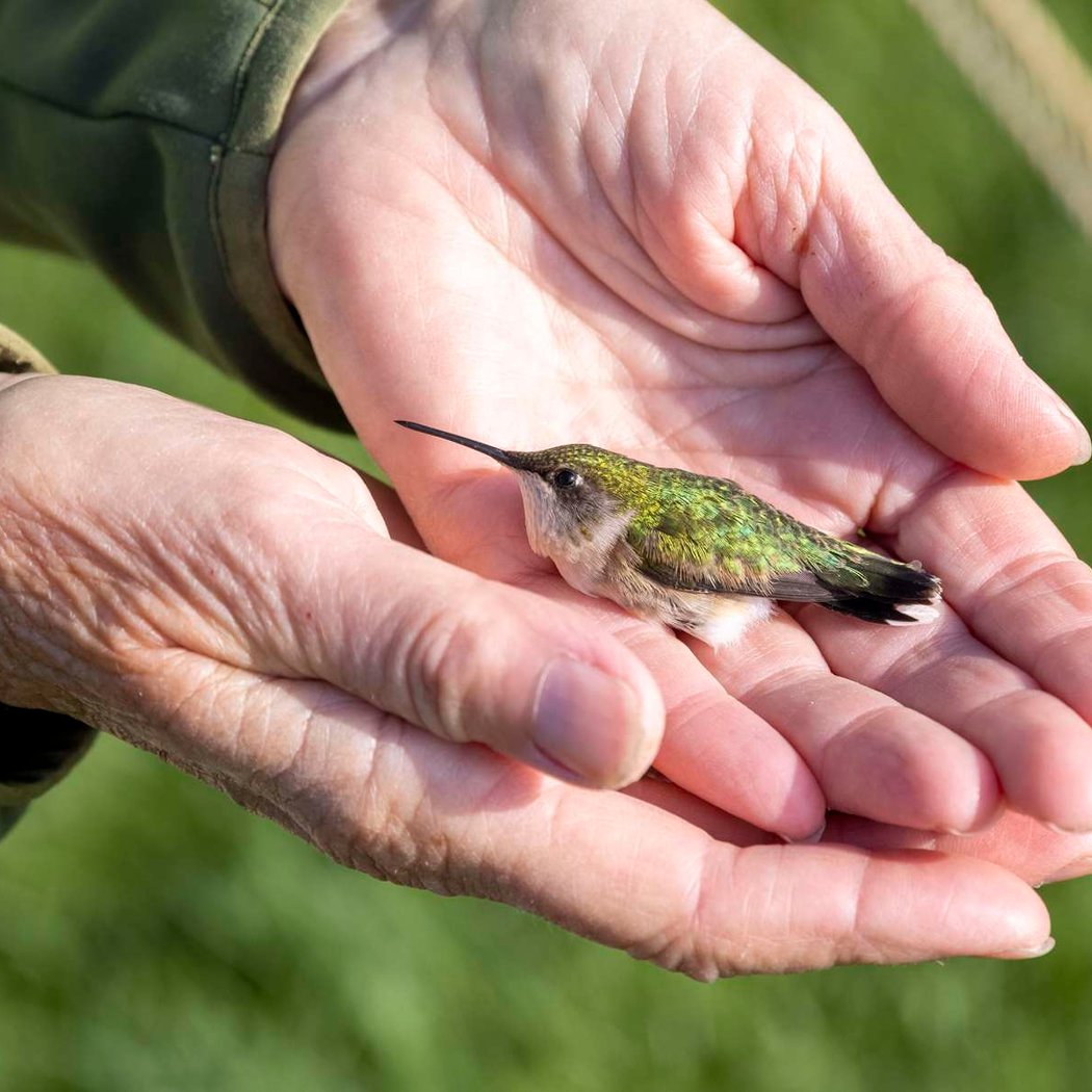 Hummingbird Banding 1