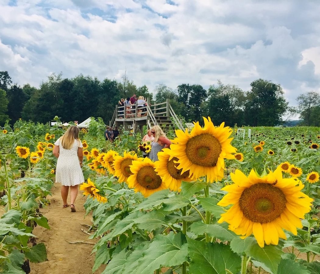 Sunflower Festival 1