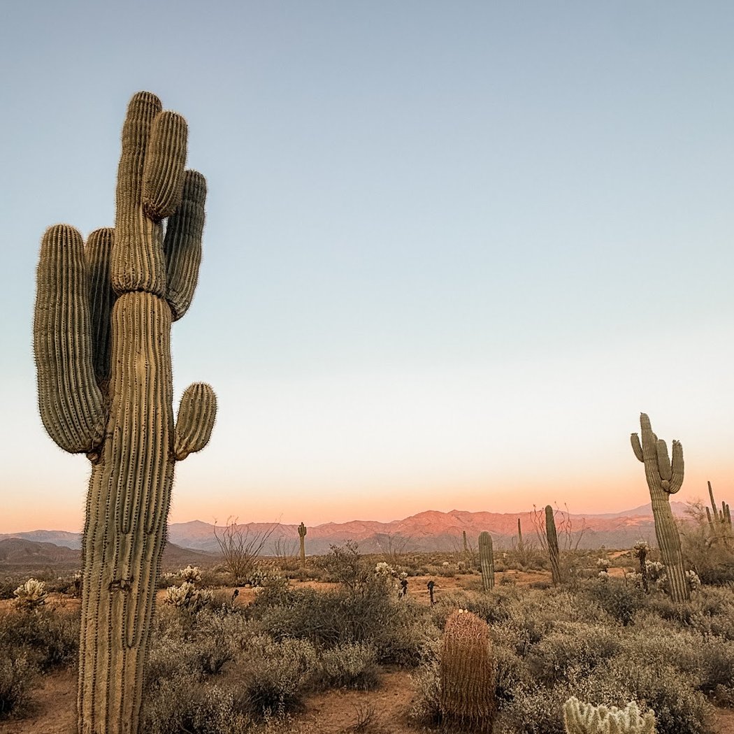 Sonoran Desert Sunset Jeep Tour 3