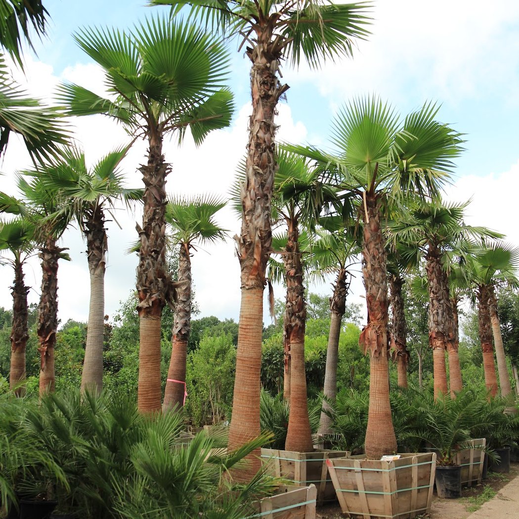 Moon Valley Nurseries 3