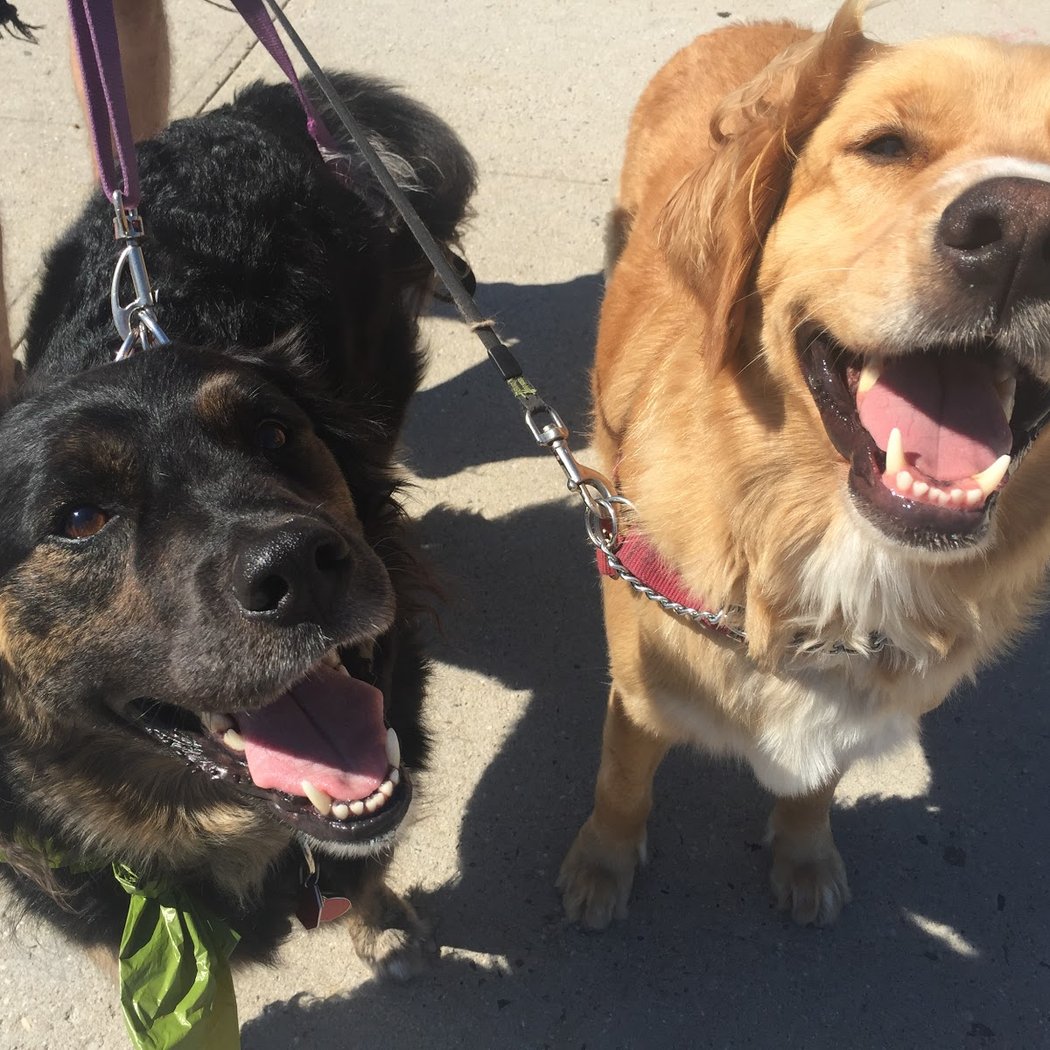 Jordan's Pet Care - Brooklyn Dog Walking and Pet Sitting 1