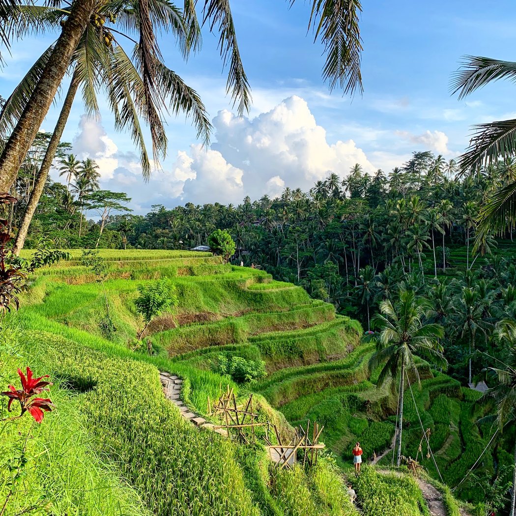 Tegallalang Rice Terrace 1
