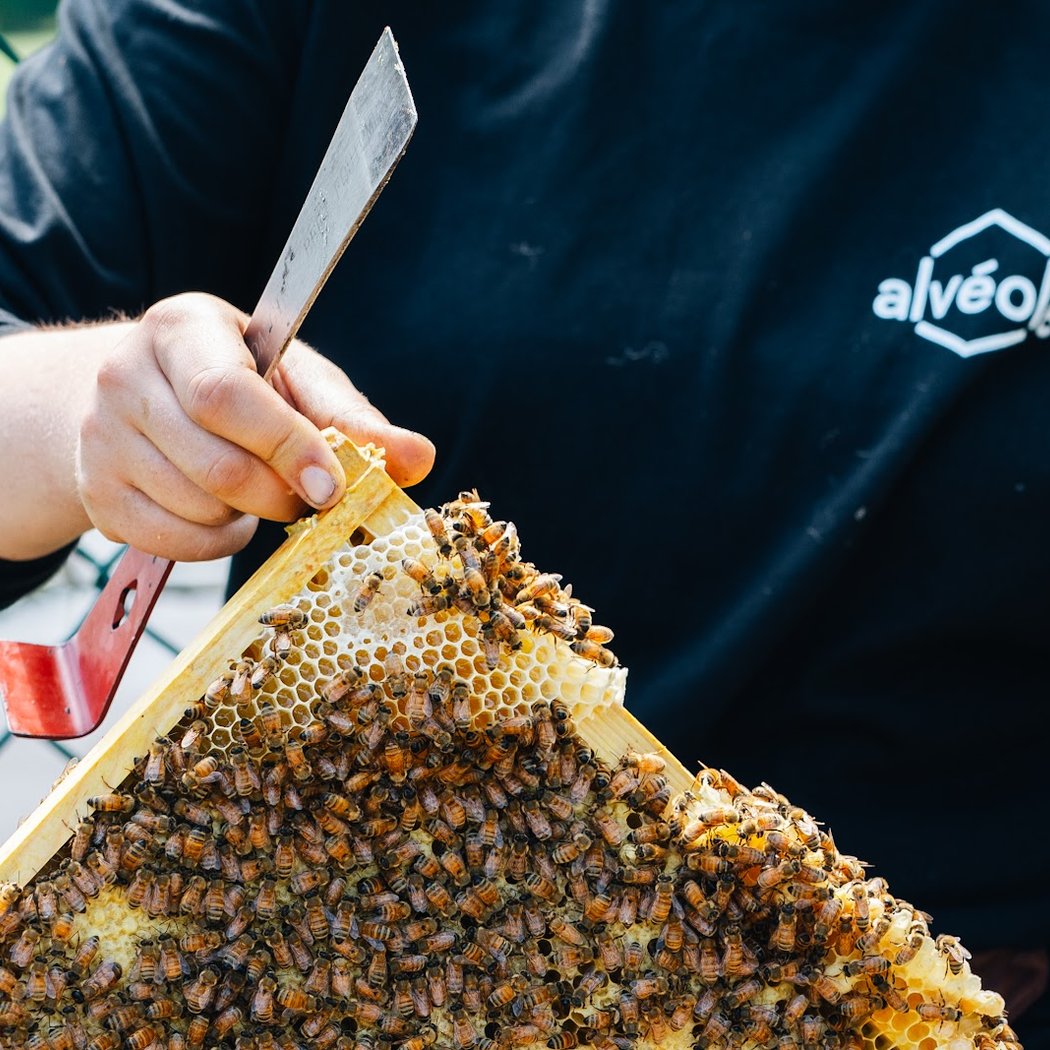 Alvéole | Urban beekeeping & biodiversity for commercial properties 1