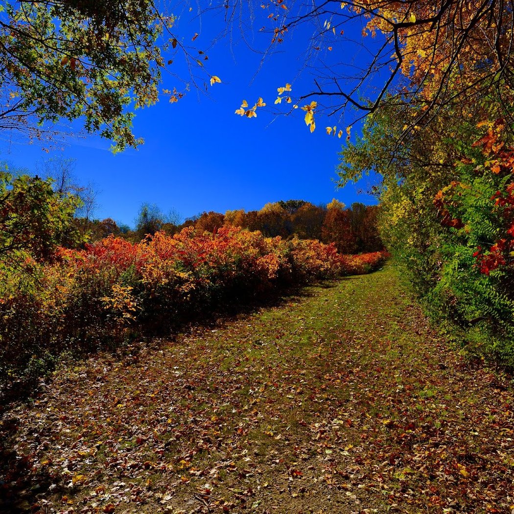 Muttontown Preserve 1