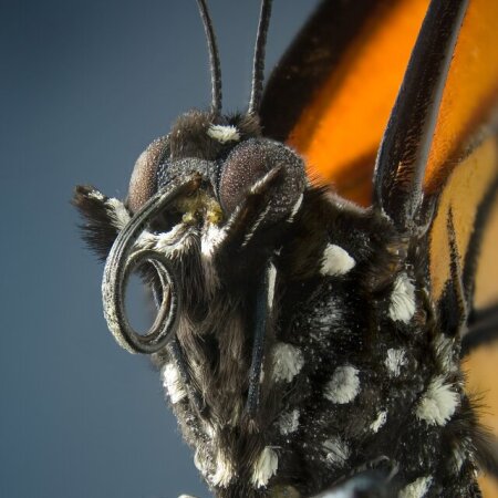 Destination Monarch 2