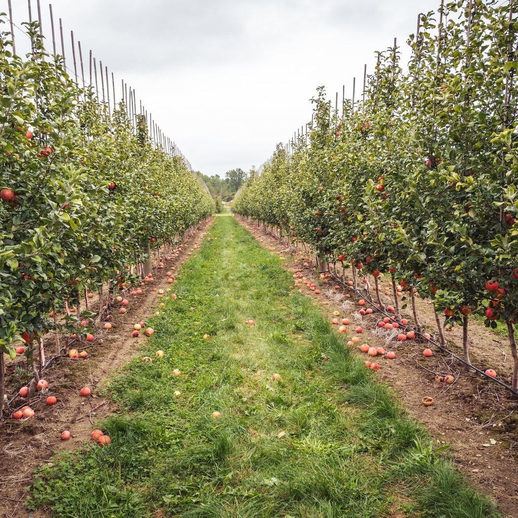 Breeden's Orchard 1