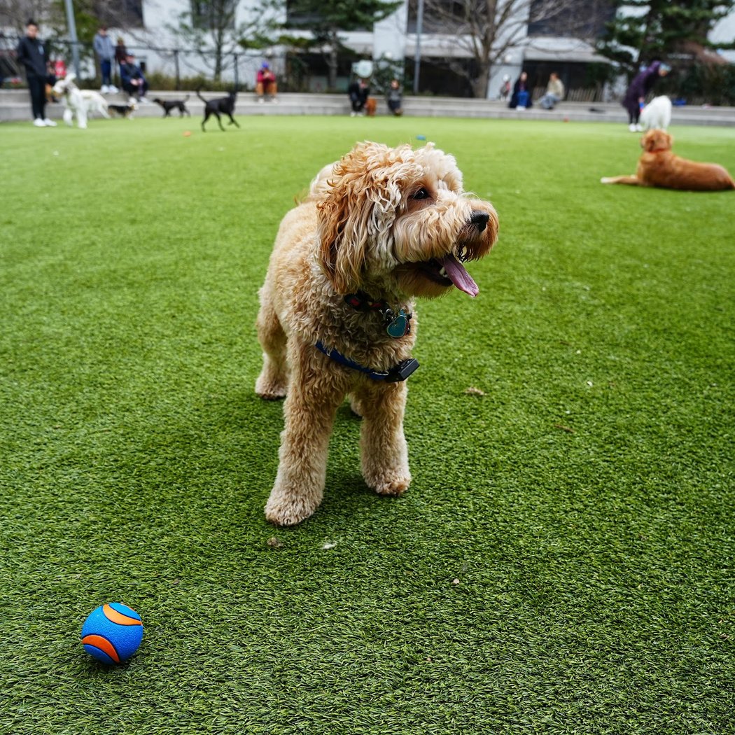 Pier 6 Dog Run 1