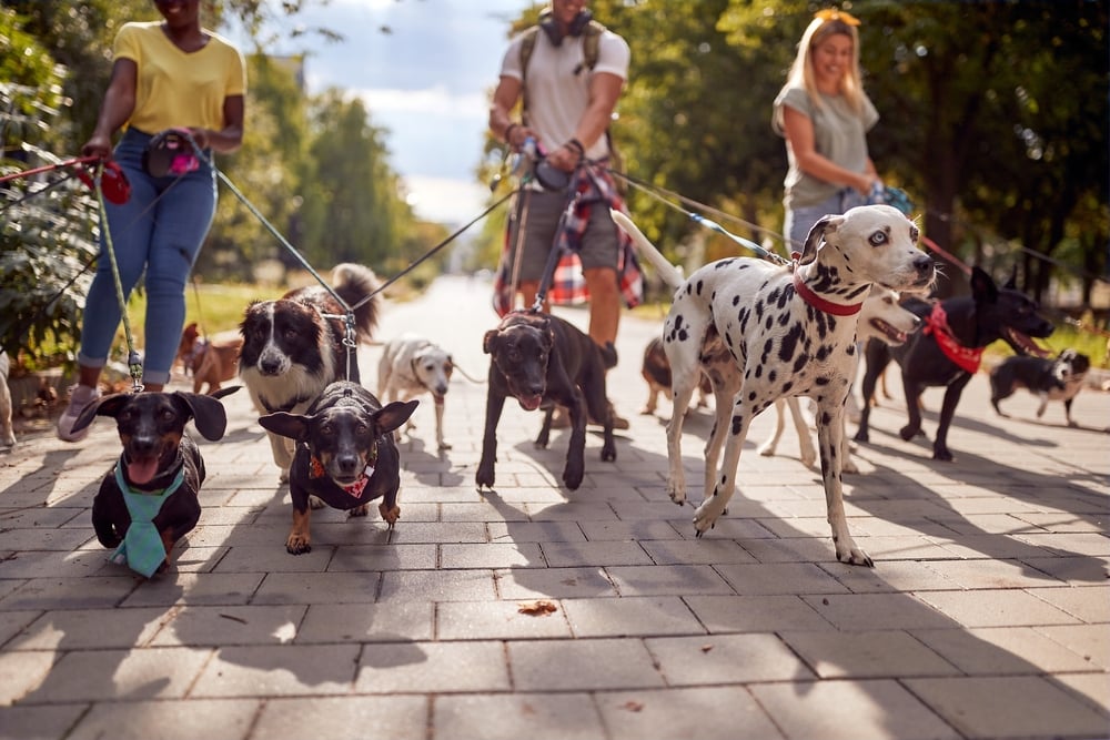 Wags Pack Walk 1
