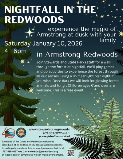 Nightfall in the Redwoods 1