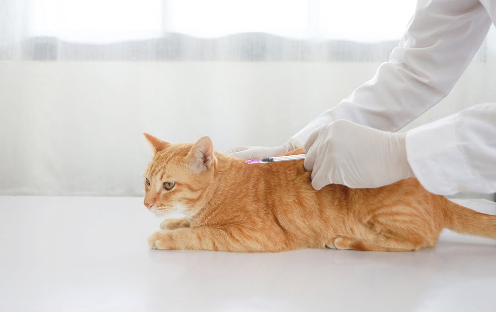 Rabies Clinic 2
