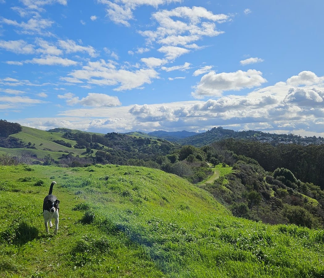 Wildcat Canyon Regional Park 1