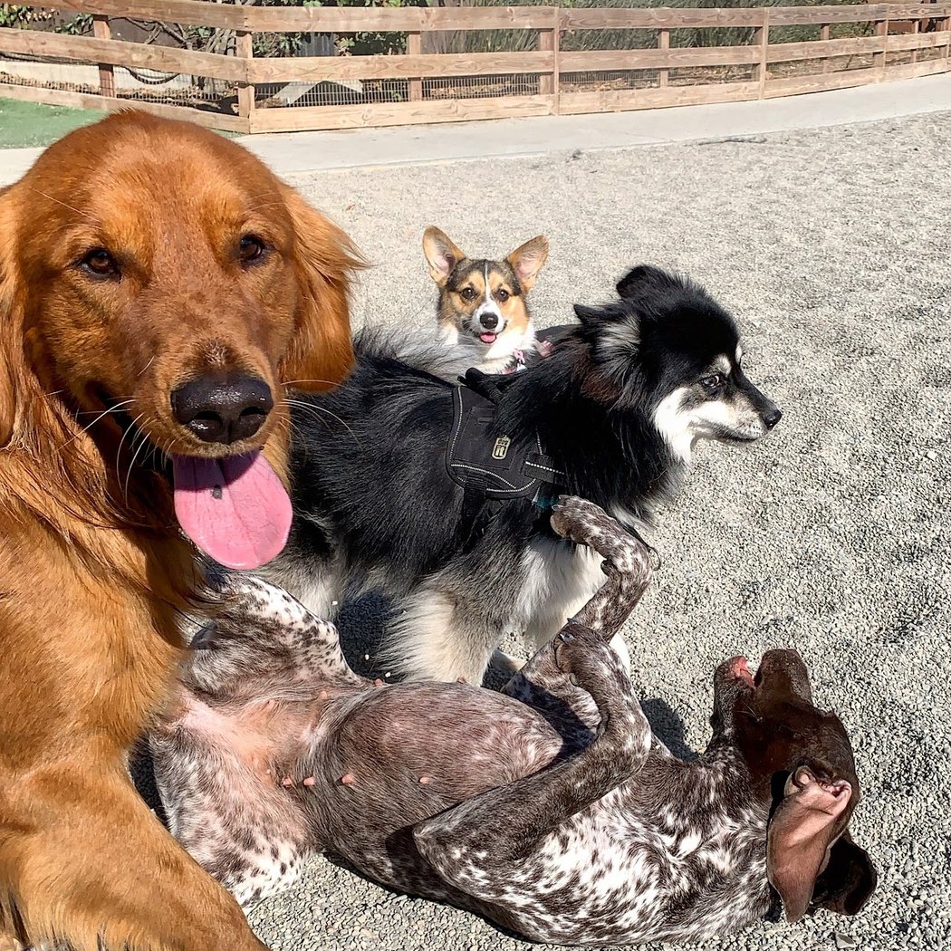 Berry Street Dog Park 1