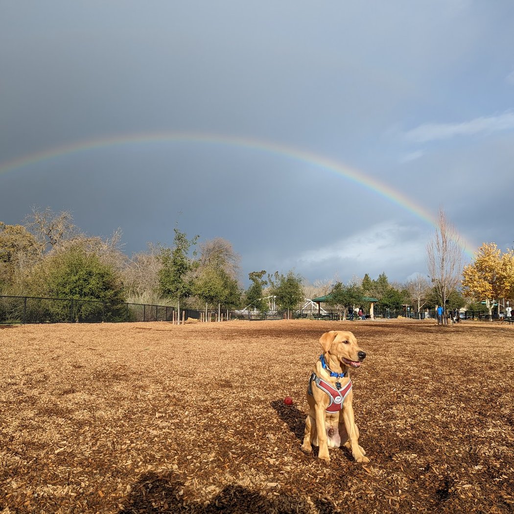 Cubby's Dog Park 1
