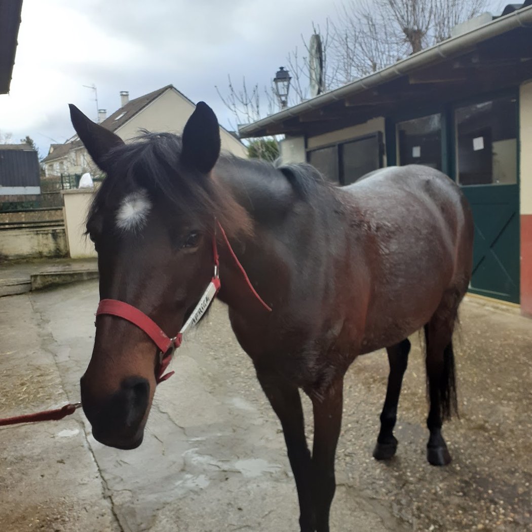 Poney-Club Saint Germain Fourqueux 2