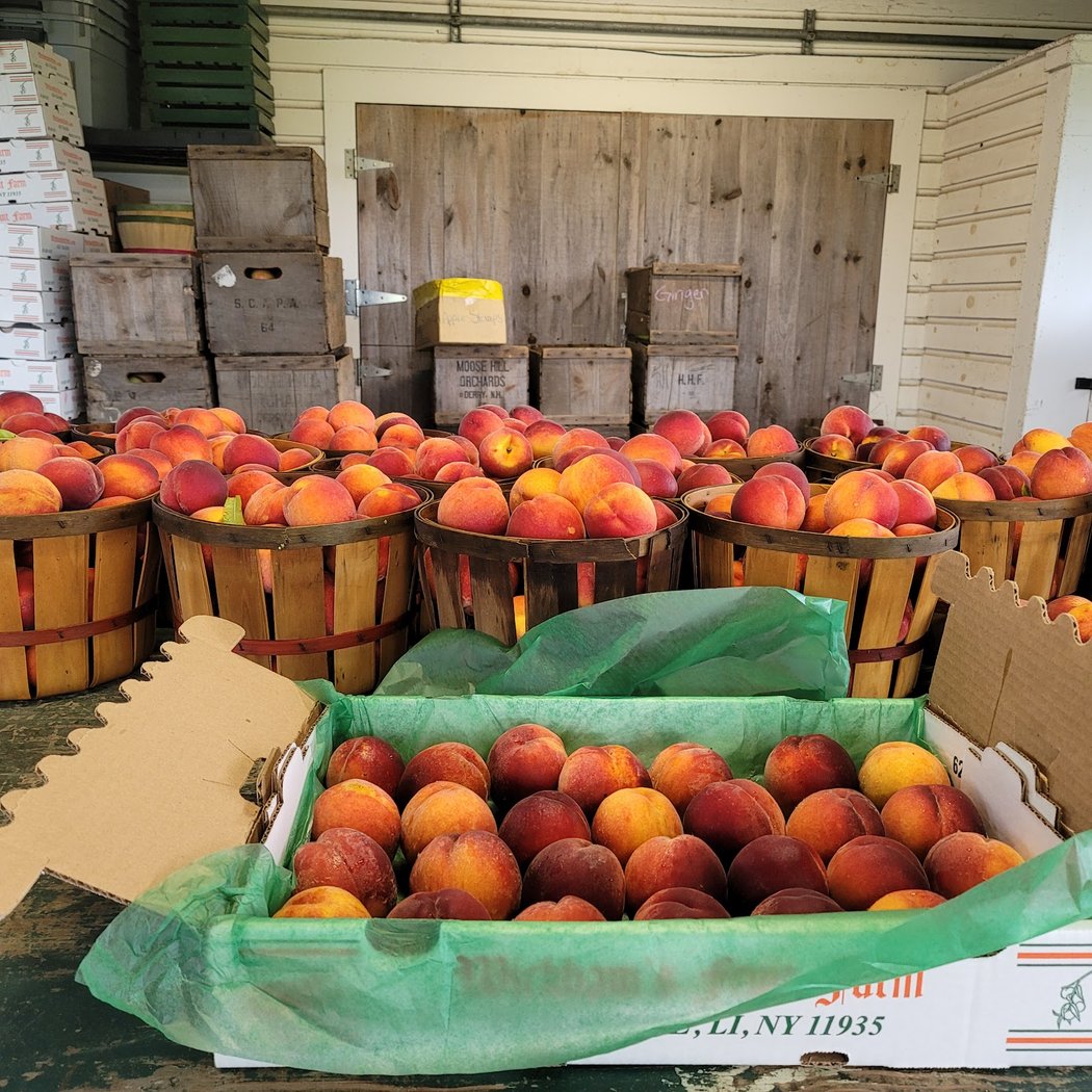 Wickham's Fruit Farm 1