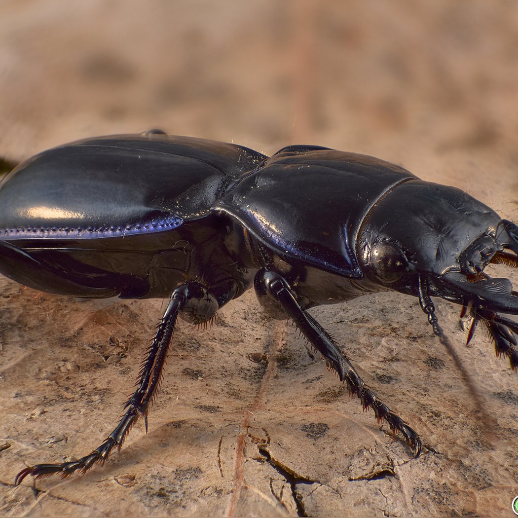 Insect Safari 3