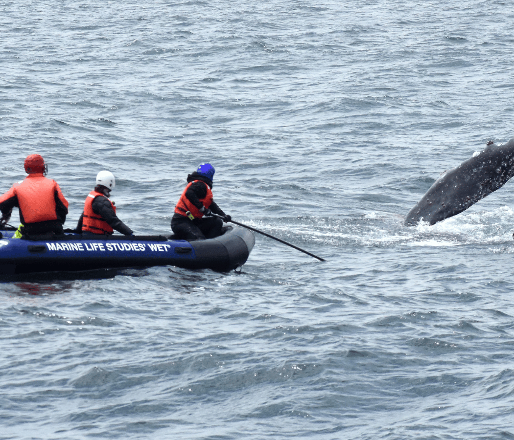 Member Meet-Up: Whale Disentanglement Talk 1