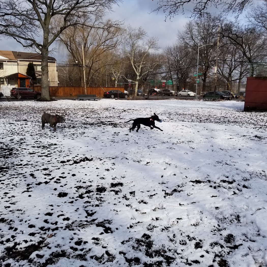 Underbridge Dog Run 1