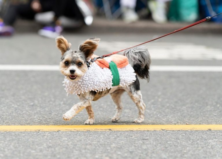 Dog Parade 1