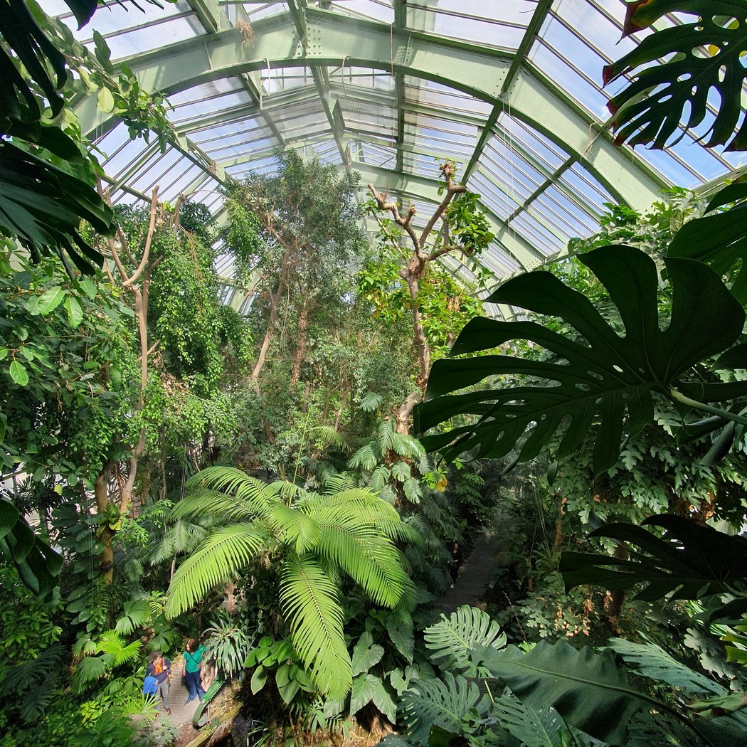 Serre des forêts tropicales humides 1